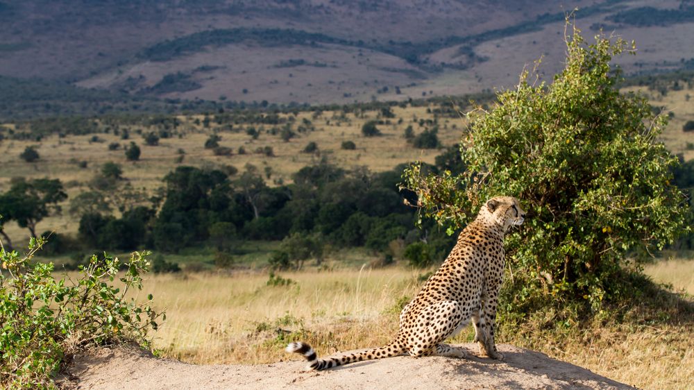 Safari v Keni je bezohledný masový hon na divoká zvířata